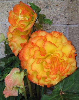 B. ‘Mary Lee’